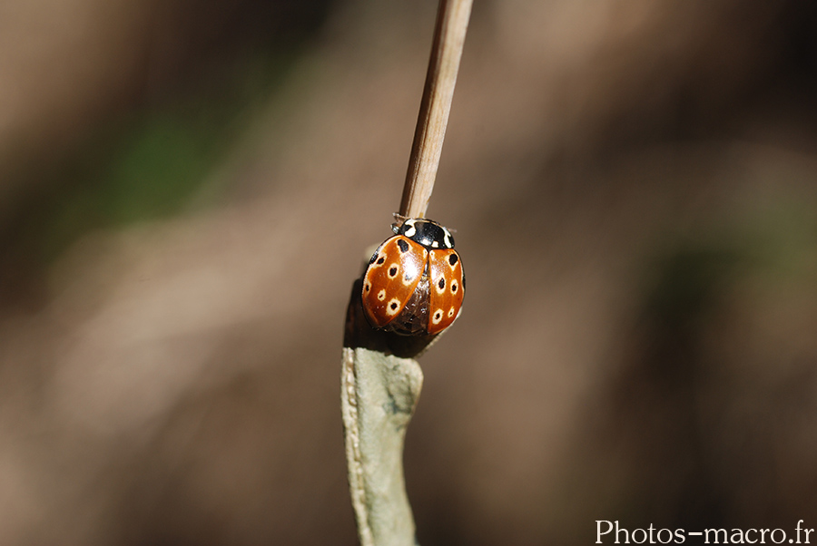 Anatis ocellata